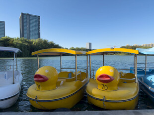 湖畔可爱小黄鸭脚踏船