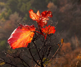 红叶