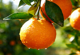 枝头的鲜橙