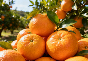 丰收的橘子堆在果园中