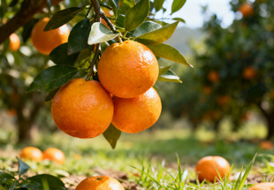 果园里的柑橘
