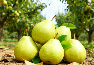 果园里堆放的青梨