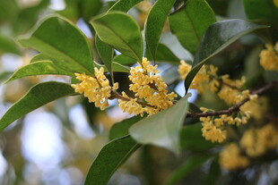 枝头绽放的金黄桂花