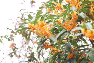 枝头绽放的丹桂