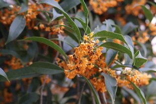 盛开的橙色桂花