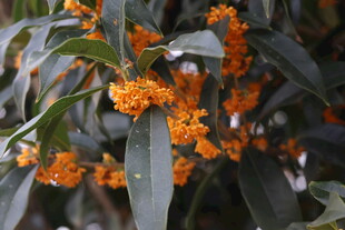 枝头橙黄桂花绽放