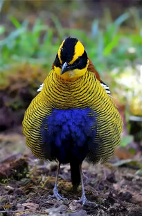 婆罗蓝尾八色鸫