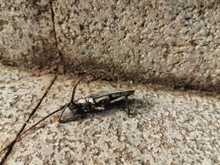 石缝中的黑色昆虫