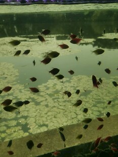 池塘中的水生植物与小鱼