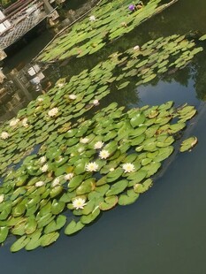 池塘中的睡莲与荷叶