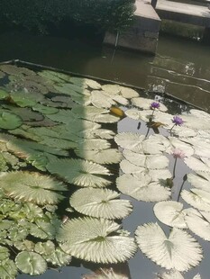 池塘中的睡莲与荷叶