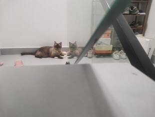 猫咪躲在楼梯角落