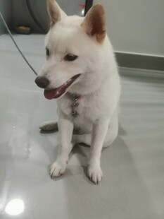 可爱白狗乖巧坐地