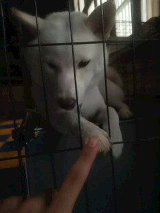 手指逗弄笼中白狼