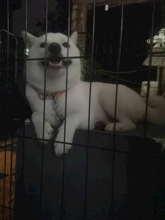 笼中白狗露出开心表情