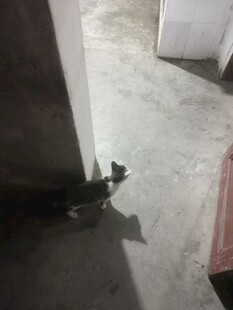 墙角猫咪