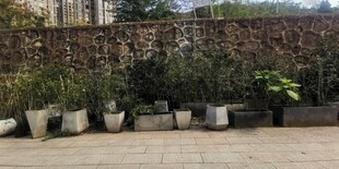 户外整齐排列的盆栽植物