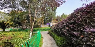 林间幽径 绿意盎然的景致