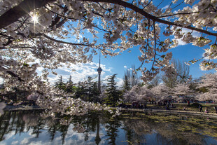 湖畔烂漫樱花绽放美景