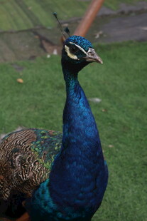 美丽蓝孔雀于绿草地