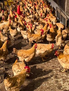 散养鸡