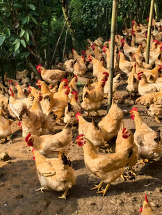 散养鸡