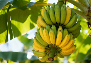 树上成串的黄绿香蕉