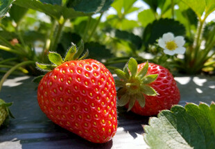 大棚里的成熟草莓