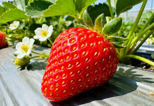 红颜草莓