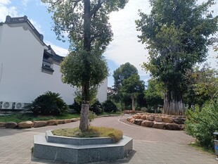 庭院中式景观树木景致