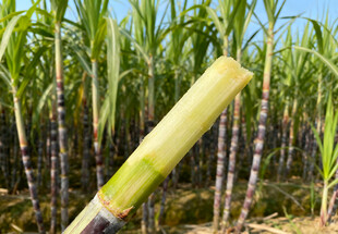 甘蔗地里的甘蔗