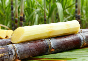 黑金刚甘蔗切段展示