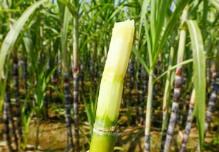 甘蔗种植园里的甘蔗