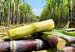 甘蔗田中的甘蔗