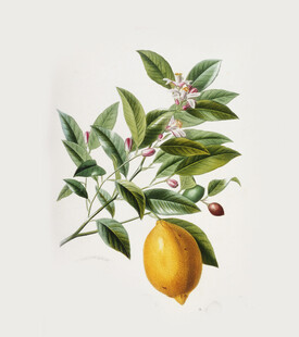 枝头柠檬 绿叶相伴