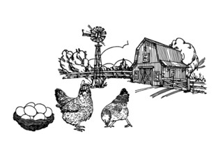 水黑印纸箱鸡蛋箱鸡蛋鸡图