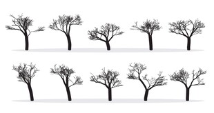 冬季光秃树木集合