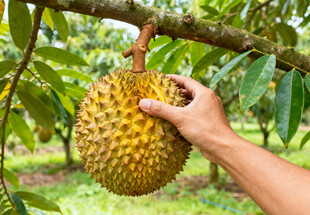 树上的榴莲