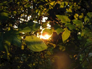 透过树叶的斑驳阳光