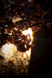 阳光透过树叶的斑驳光影