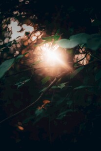 林间光影下的神秘景象