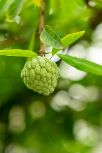 挂在枝头的绿色释迦果