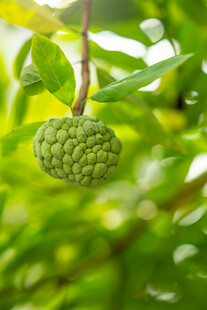 挂在枝头的释迦果