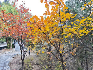 树木 景观 红叶