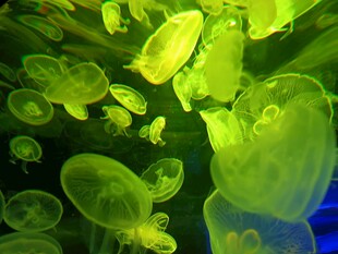 梦幻水母在水中轻盈舞动