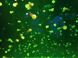 梦幻绿海中游动的水母