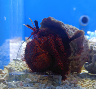 海底寄居蟹特写