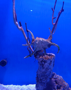 水族馆中的奇特珊瑚景观