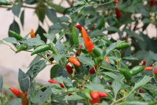 红辣椒