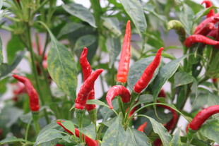 红辣椒植株